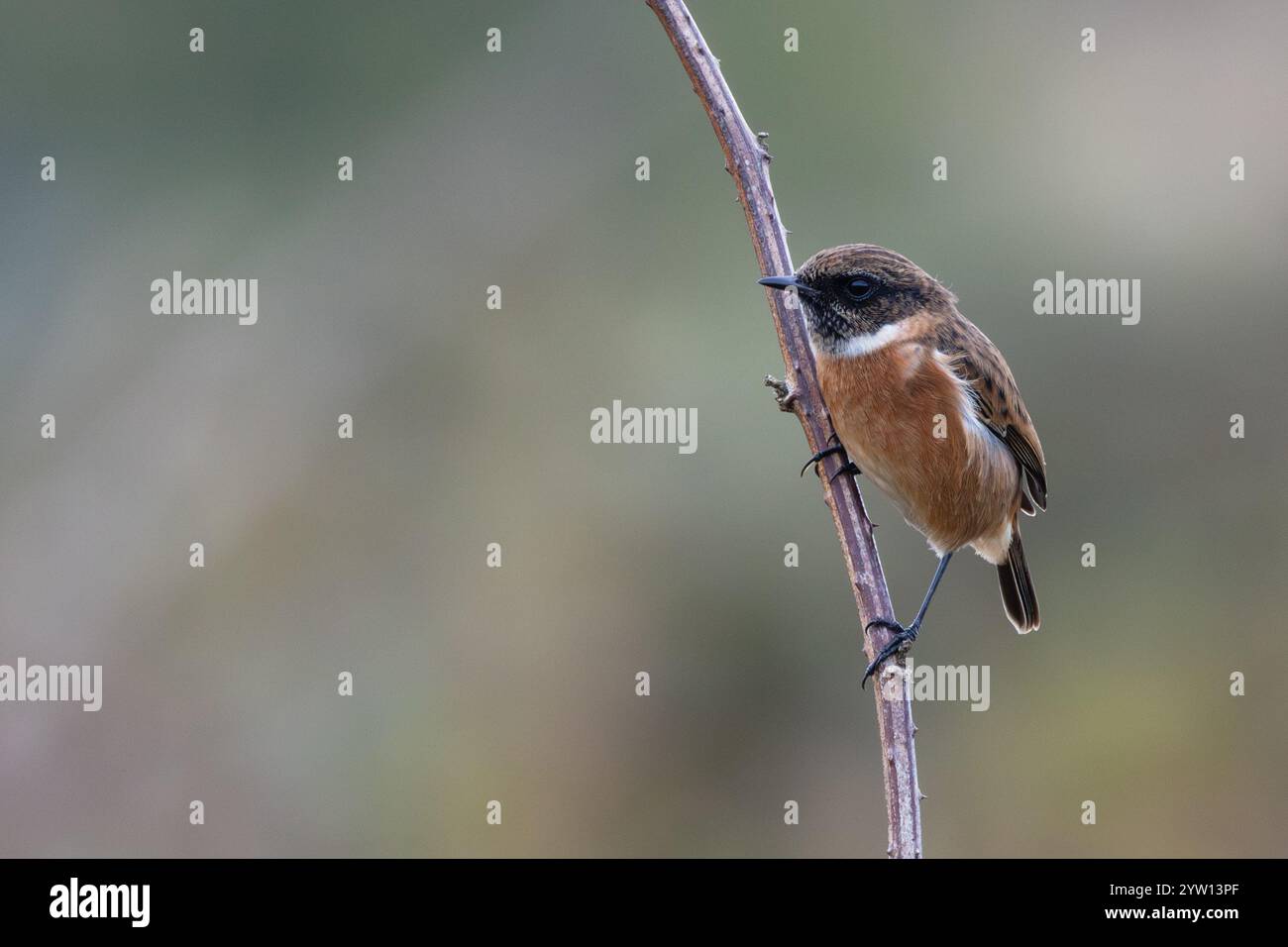 Stonechat repéré sur Bull Island, Dublin. Oiseau mangeur d'insectes trouvé dans les prairies ouvertes et les habitats côtiers. Banque D'Images