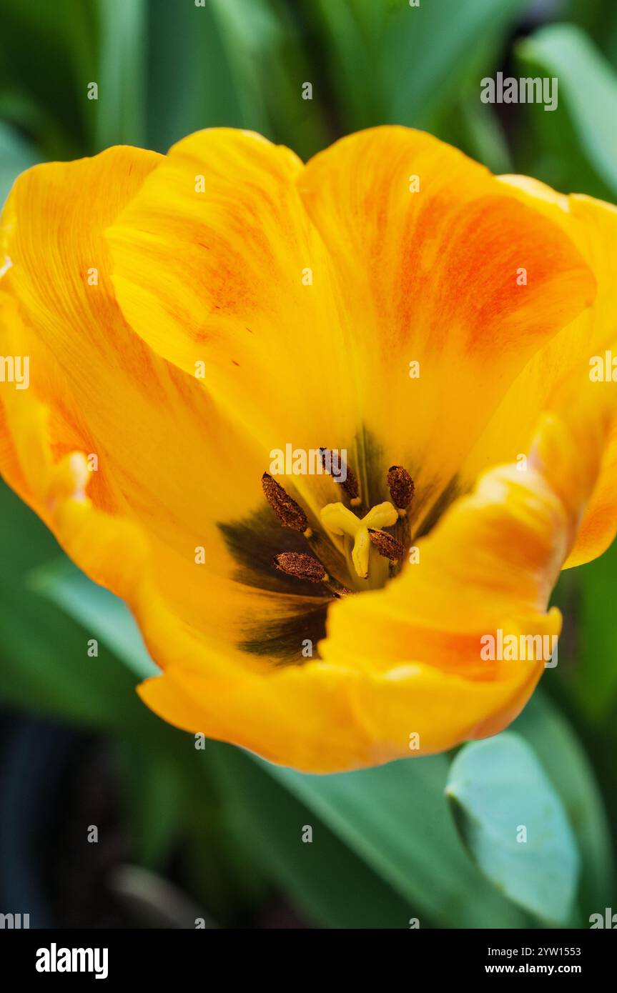 Gros plan de Tulipa Day Dream. Une tulipe jaune et orange à floraison printanière unique appartenant au groupe de tulipes Darwin Hybrid Division 4 Banque D'Images
