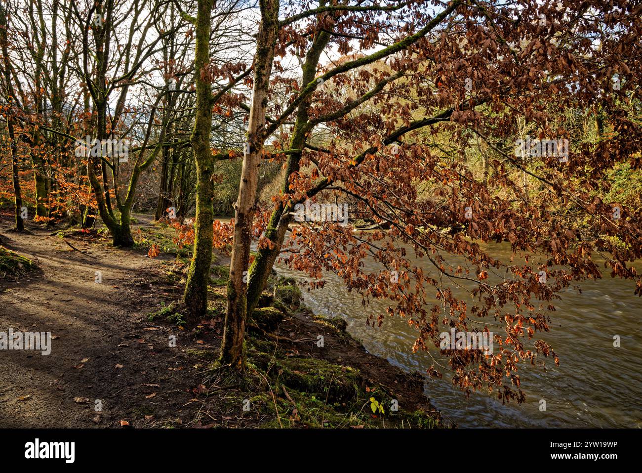 Chemin le long de la rivière Irwell à Burrs Country Park, Bury, Lancashire. Banque D'Images