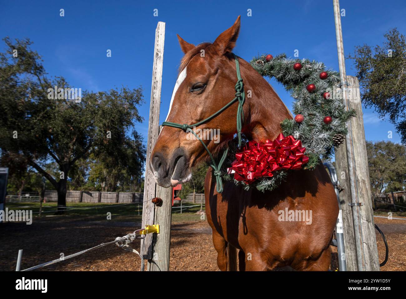 Un cheval majestueux arbore une couronne de Noël décorée de couleurs vives autour de son cou, créant une scène charmante qui combine l'élégance de l'animal avec Banque D'Images