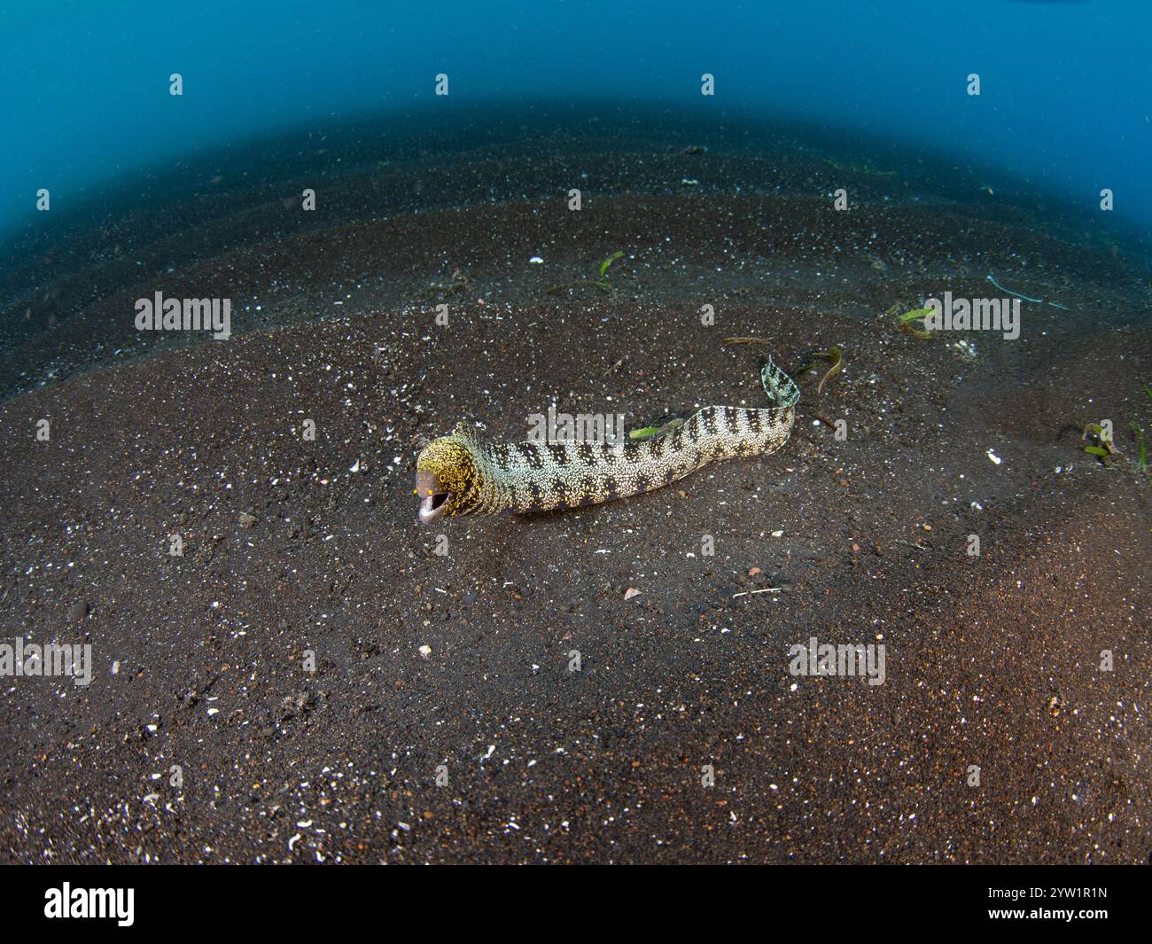 Echidna nebulosa, une moraie sinueuse à flocon de neige, cherche des crustacés pour se nourrir dans le sable noir répandu du détroit de Lembeh, en Indonésie. Banque D'Images