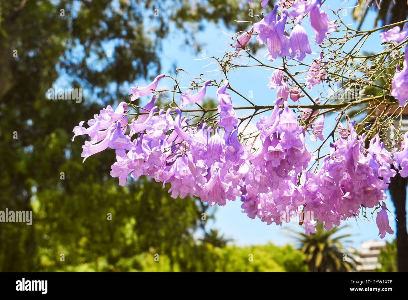 Fleur de jacaranda violette, tarco ou gualanday fleurissent chaque printemps Banque D'Images