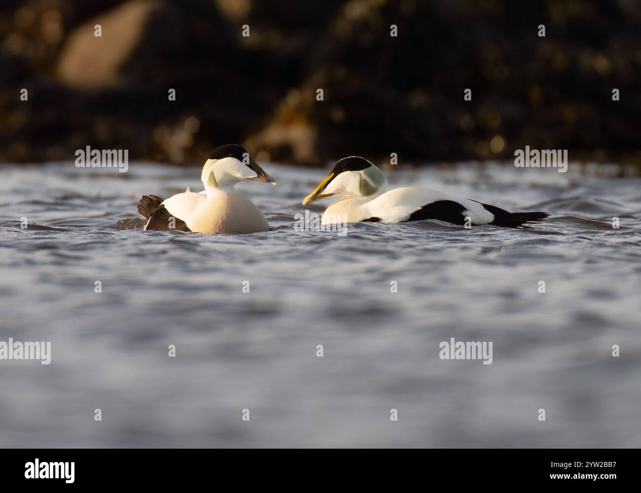 Paire de canards mâles Eider (Somateria mollissima), Lindisfarne Banque D'Images