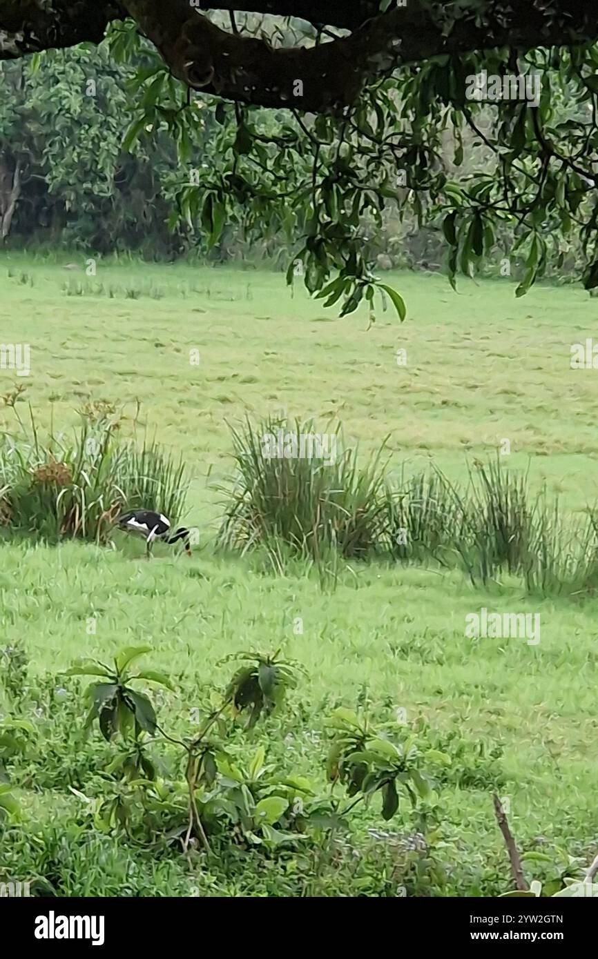 Daressalam Themenfoto : Reise, Afrika, Tansania, Kilimandscharo, 07.12.2024 Der Arusha Nationalpark ist die Heimat einer vielfaelltigen Tierwelt, hier Flamingos Themenfoto : Reise, Afrika, Tansania, Kilimandscharo, 07.12.2024 *** Dar es Salaam Theme photo Travel, Africa, Tanzania, Kilimanjaro, 07 12 2024 Arusha National Park, Juxerfoto Juxerxerjaro Variety of Africa, Justino, Jipso 2024-Jipo, Juxergea, Justino Banque D'Images
