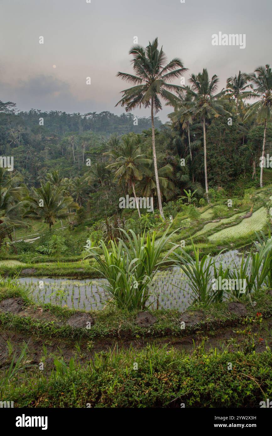 Rizières en terrasses avec verdure luxuriante et palmiers en début de soirée dans un paysage tropical. Banque D'Images Rizières en terrasses avec verdure luxuriante et palmiers en début de soirée dans un paysage tropical. Banque D'Images