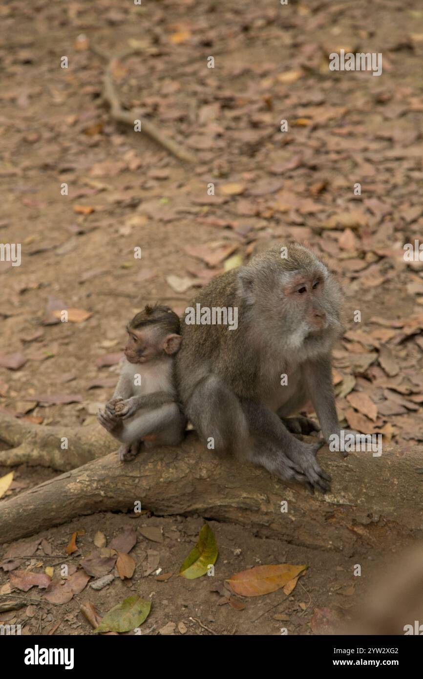 Un bébé singe s'accroche à son parent assis sur une racine d'arbre au milieu des feuilles tombées, Bali, Indonésie Banque D'Images