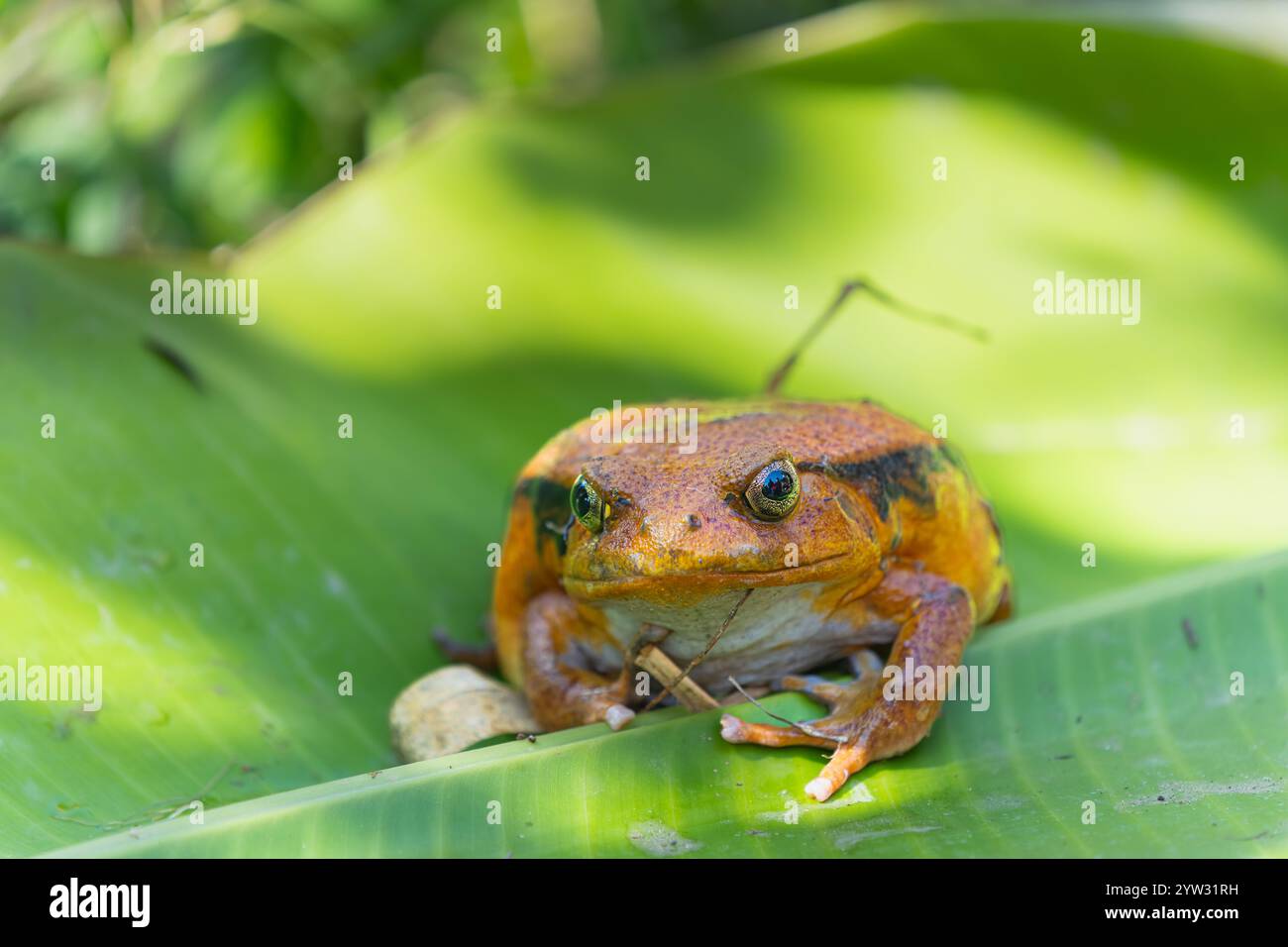 Une grenouille tomate orange éclatante (Dyscophus antongilii) reposant sur une feuille verte. La couleur et la texture distinctives de la grenouille sont mises en évidence. Réserve Andasibe Banque D'Images