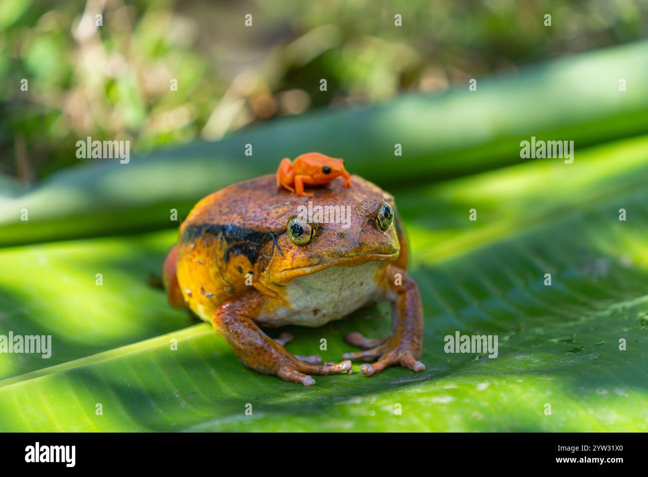 Une grande grenouille tomate (Dyscophus antongilii) porte sur son dos une minuscule grenouille mantella dorée (Mantella aurantiaca), une grenouille poison en voie de disparition. Bot Banque D'Images