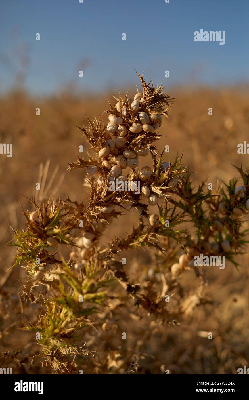 Gros plan d'une plante épineuse avec des graines blanches sur un fond de champ doré doux, Portugal Banque D'Images