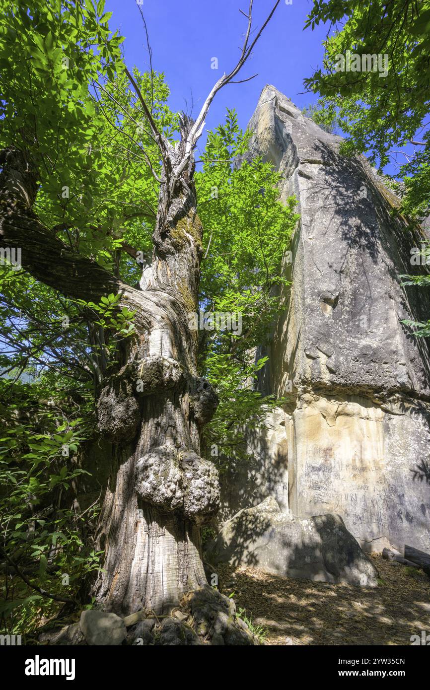 Arbre à grande croissance dans la Chambre du Roi, promenade labyrinthe de grès du Gres d'Annot, Alpes-de-haute-Provence, France, Europe Banque D'Images