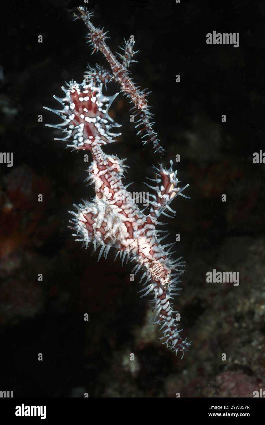 Paire d'arlequin Ghost Pipefish (Solenostomus paradoxus) Jeweled Ghost Pipefish, Ghost Razorfish, devant un spécimen femelle plus grand derrière Smal Banque D'Images