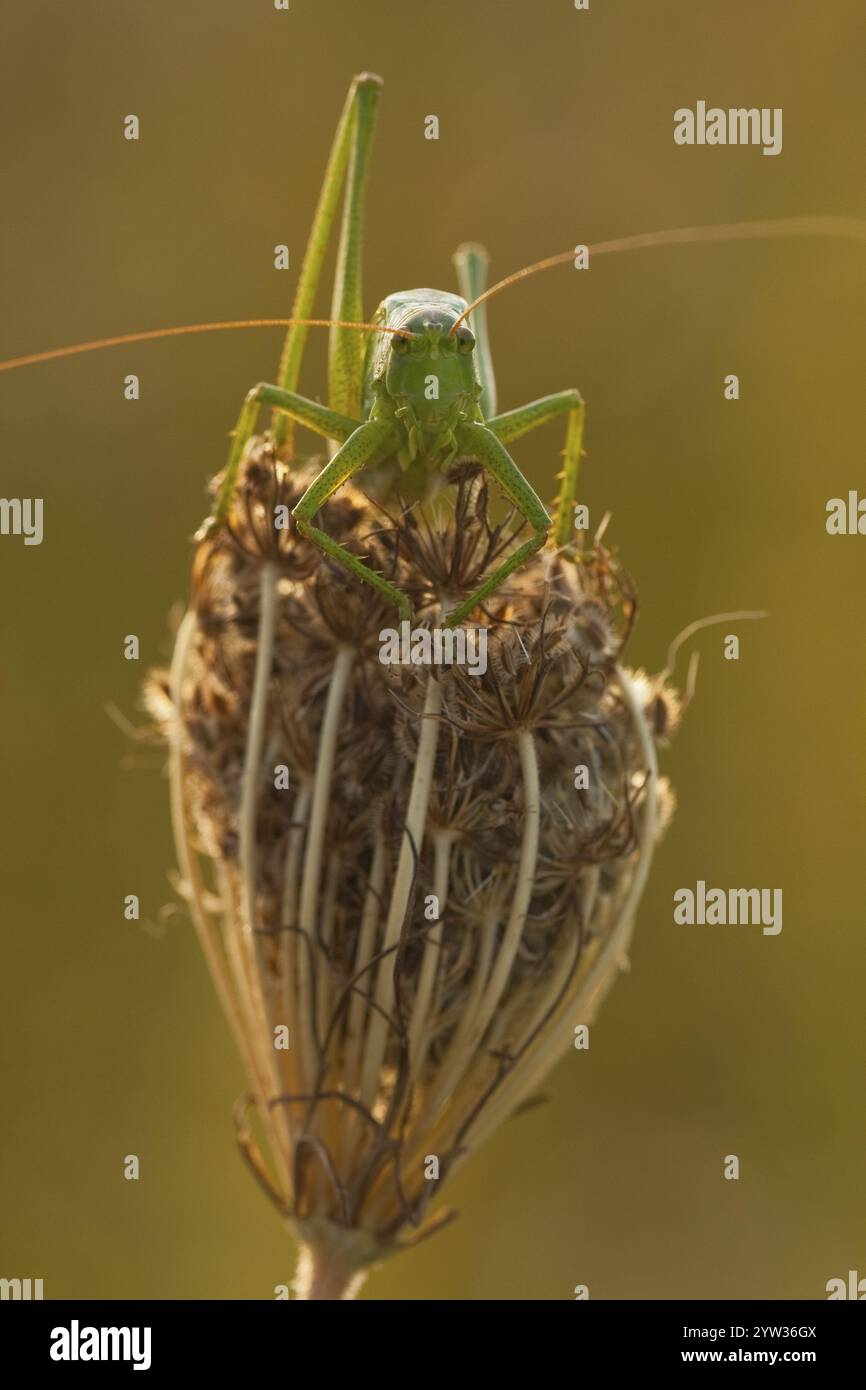 Grand Grand cricket vert du Bush (Tetigonia viridissima) Rhénanie-Palatinat, Allemagne, Europe Banque D'Images