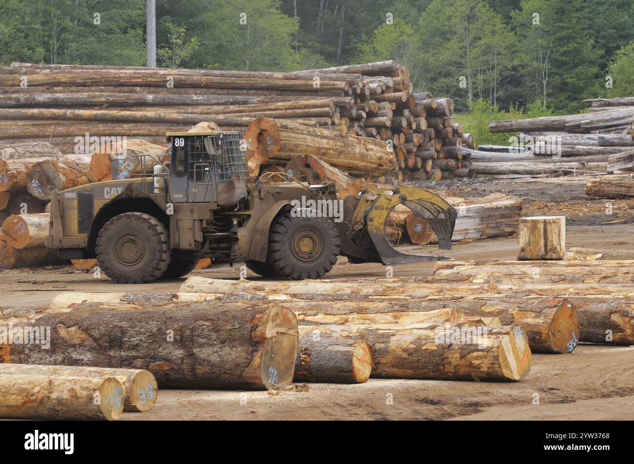 Stockage de grumes d'une scierie avec équipement d'exploitation forestière, Telegraph Cove, Île de Vancouver, Colombie-Britannique, Canada, Amérique du Nord Banque D'Images