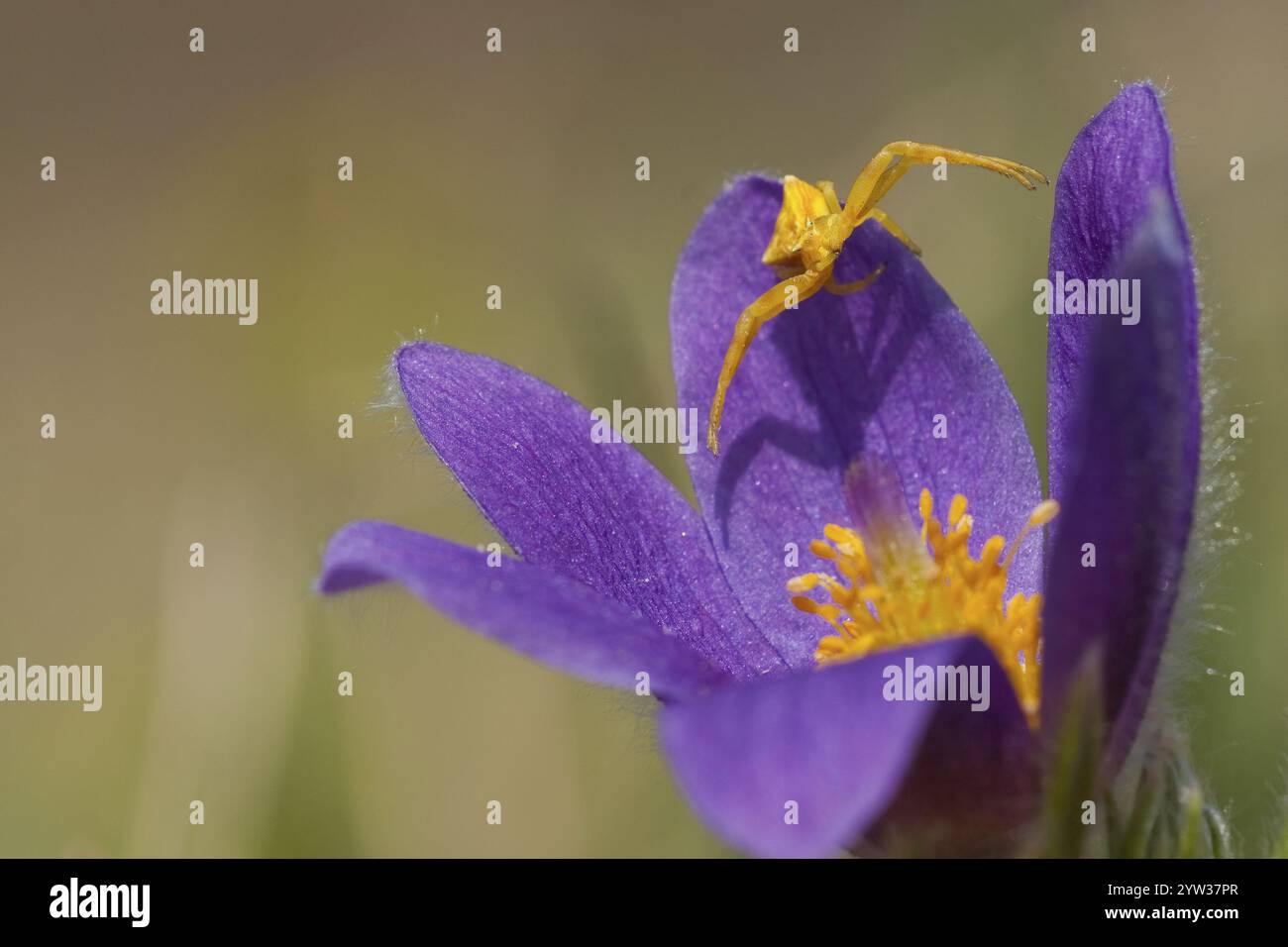 Cloche commune (Pulsatilla vulgaris), araignée crabe à bosses (Thomisus onustus), Bade-Wuertemberg, Allemagne, Europe Banque D'Images