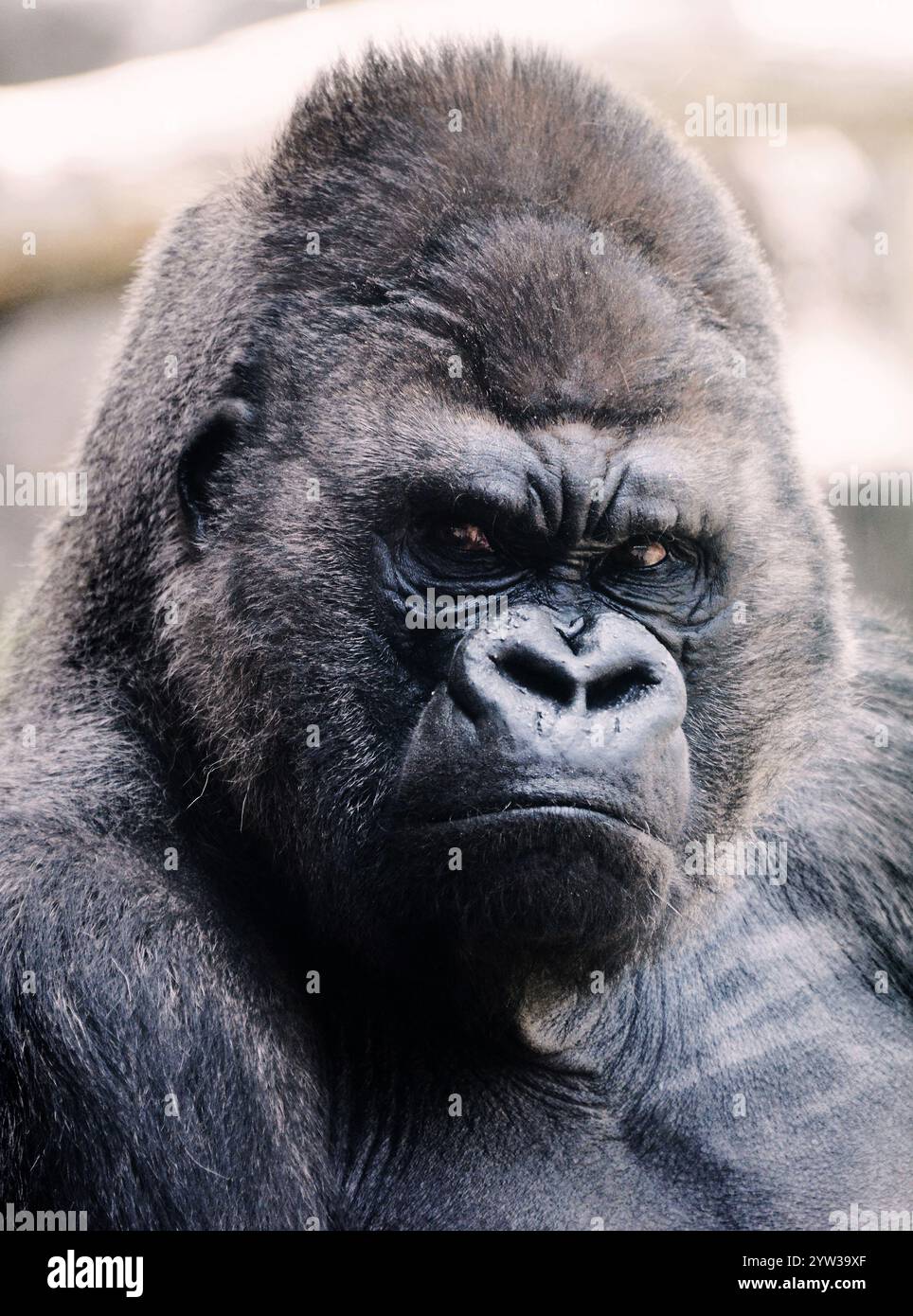 Portrait de gorille de Silverback masculin en colère Banque D'Images