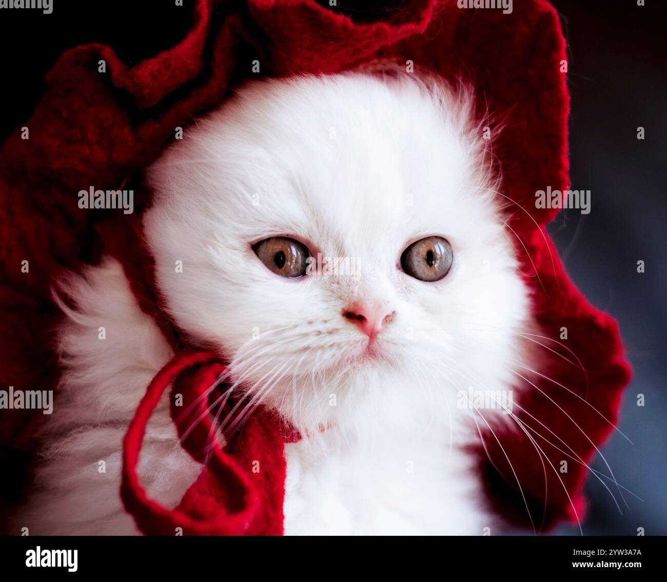 Adorable chaton blanc portant un chapeau rouge Banque D'Images