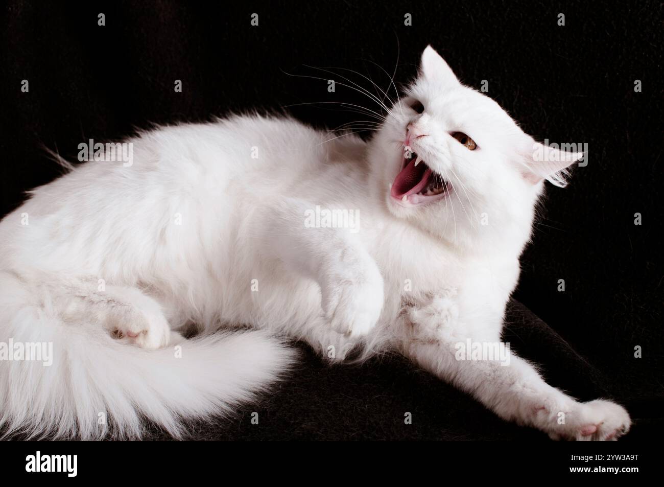 Chat adulte blanc en colère sifflement Banque D'Images