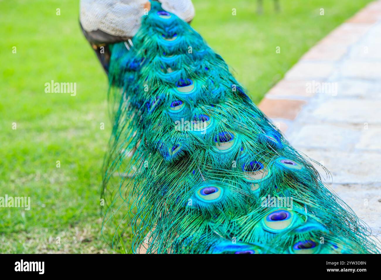 Un homme tient une queue de paon. La queue est longue et a beaucoup de plumes bleues et vertes. Le paon est dans une zone herbeuse Banque D'Images