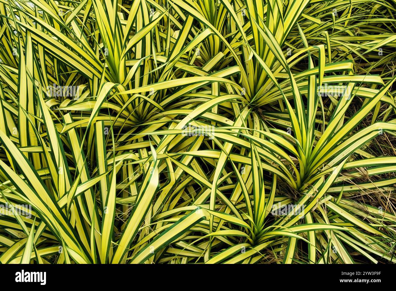 Motif abstrait de feuilles rayées de Pandanus baptistii (pandan, palmier à vis, pin à vis), Thaïlande Banque D'Images