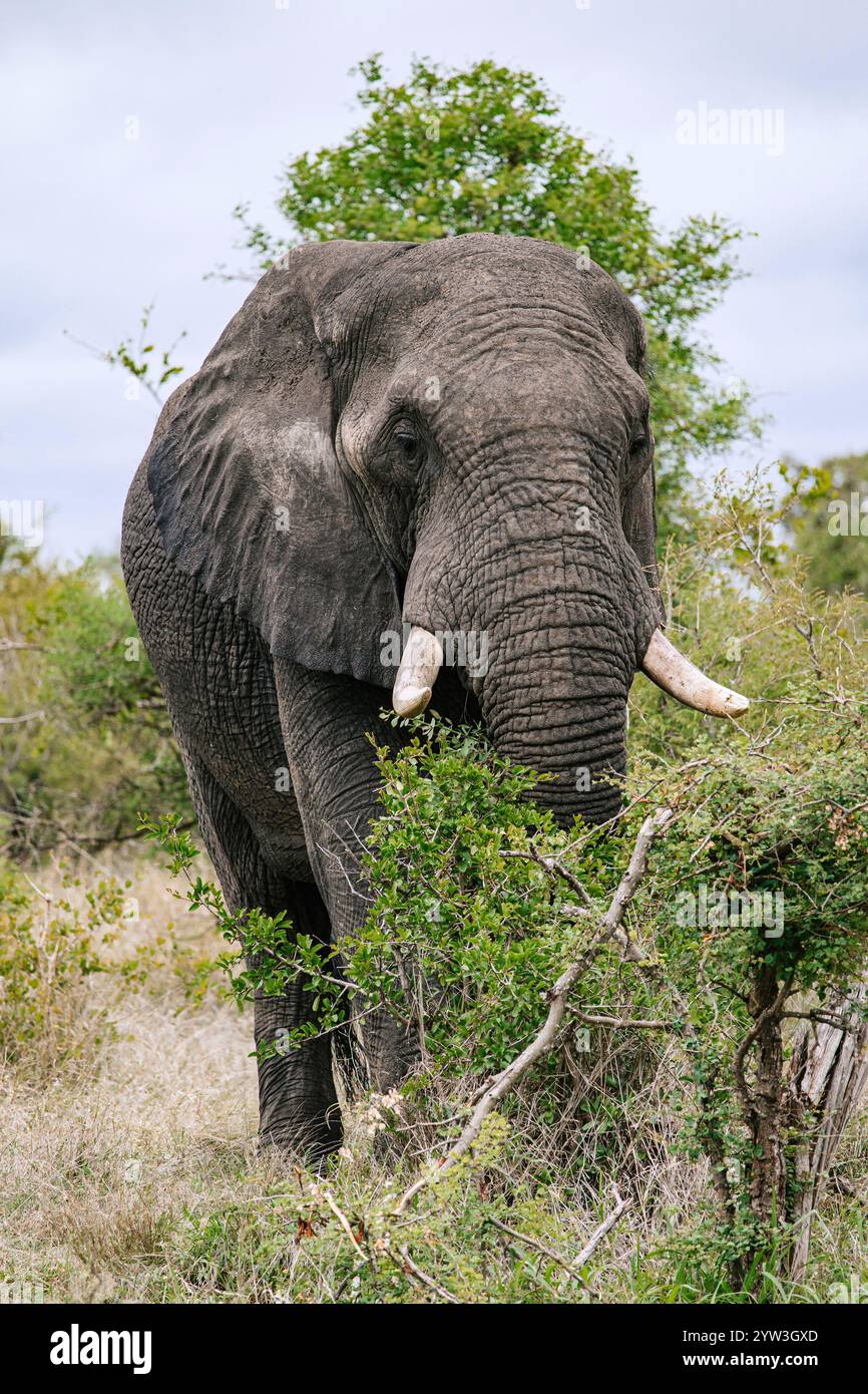 Grand éléphant d'Afrique pleine longueur dans la savane vue de face en gros plan. Safari dans le parc national Kruger, Afrique du Sud. réserve pour la conservation de pop animal Banque D'Images