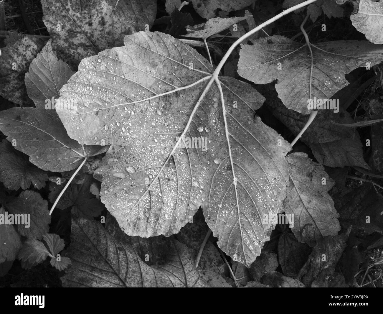 Érable norvégien (Acer pseudoplatanus), feuilles d'automne sur le sol recouvertes de gouttelettes d'eau, représenté en noir et blanc, Hesse, Allemagne, Europe Banque D'Images