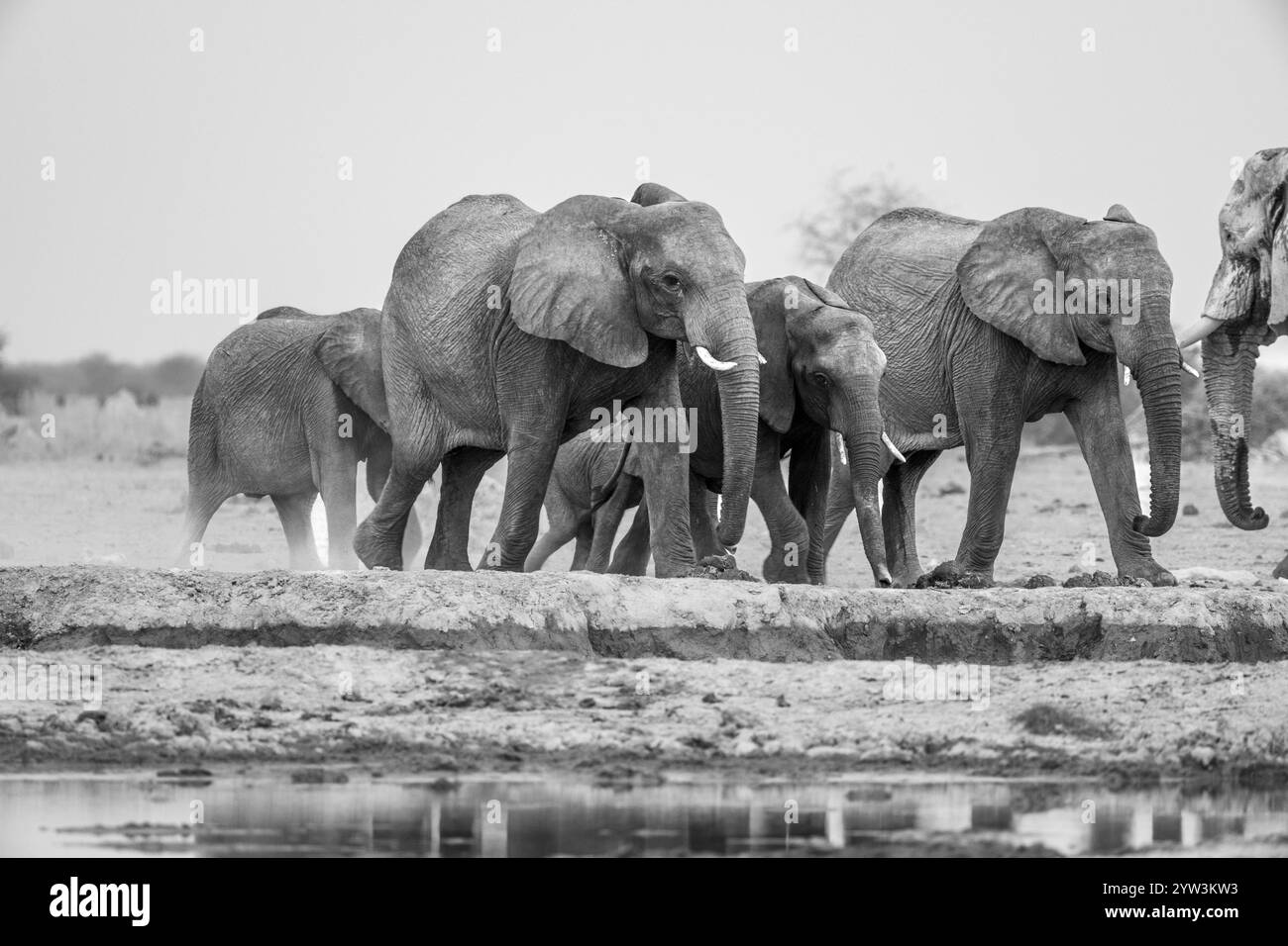 Éléphant d'Afrique (Loxodonta africana), groupe avec des jeunes, marchant jusqu'au point d'eau, photographie en noir et blanc, Parc national de Nxai Pan, Botswana, Afric Banque D'Images