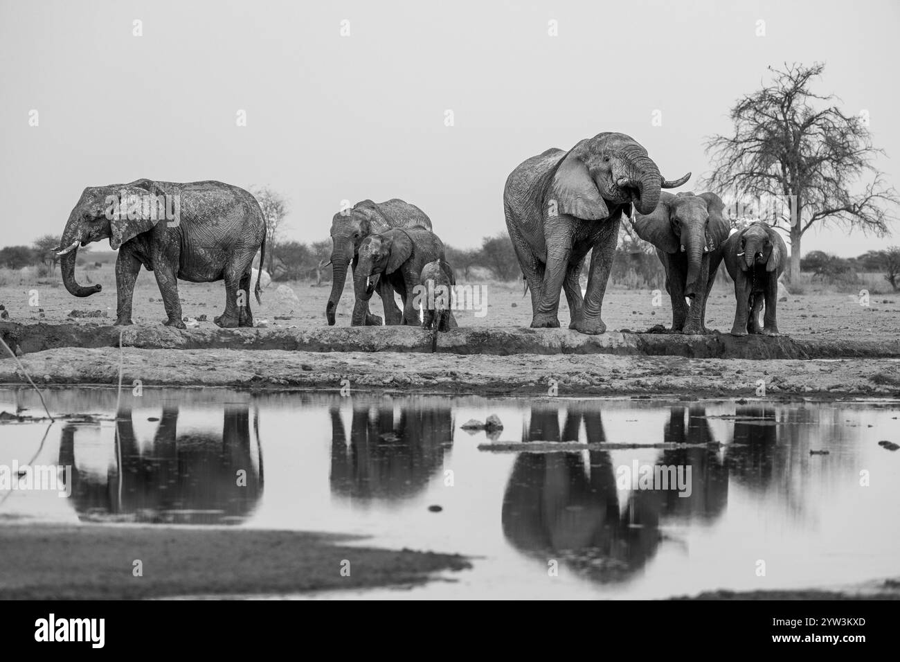 Éléphant d'Afrique (Loxodonta africana), groupe buvant au point d'eau, réflexion, photographie en noir et blanc, Parc national de Nxai Pan, Botswana, Afrique Banque D'Images