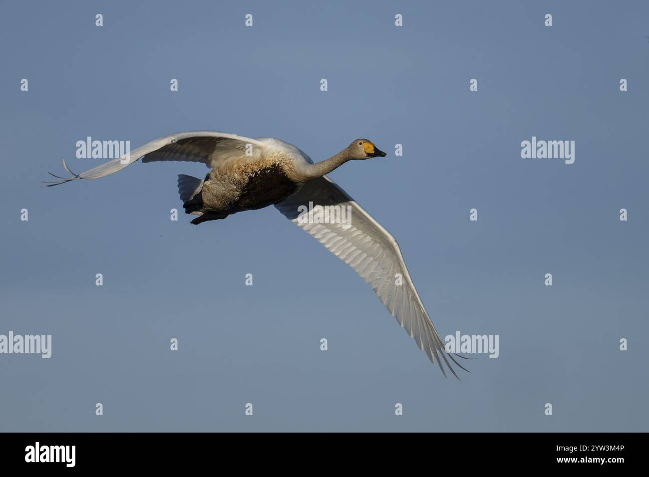 Cygnes (Cygnus cygnus), Suède, Europe Banque D'Images