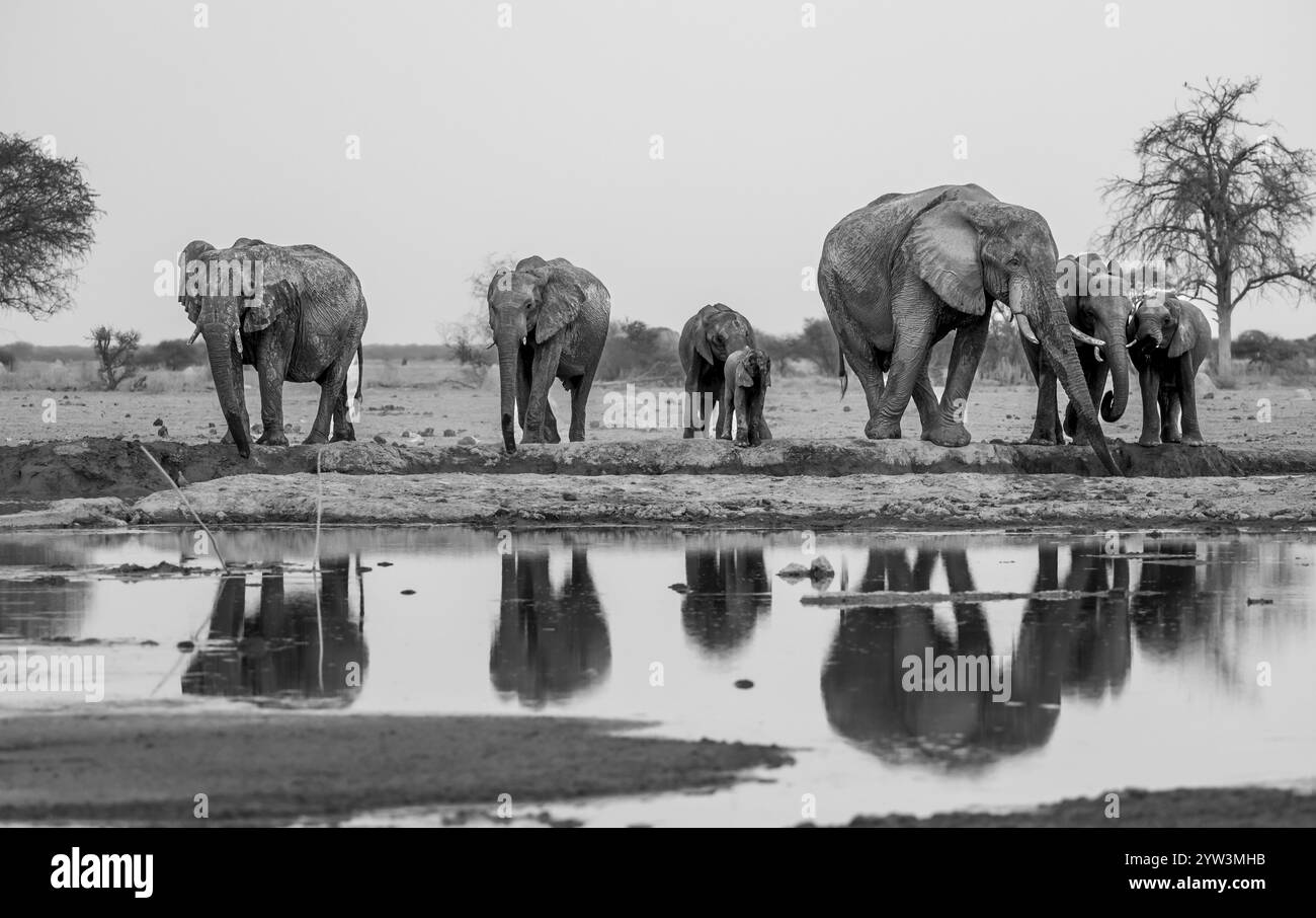 Éléphant d'Afrique (Loxodonta africana), groupe buvant au point d'eau, réflexion, photographie en noir et blanc, Parc national de Nxai Pan, Botswana, Afrique Banque D'Images