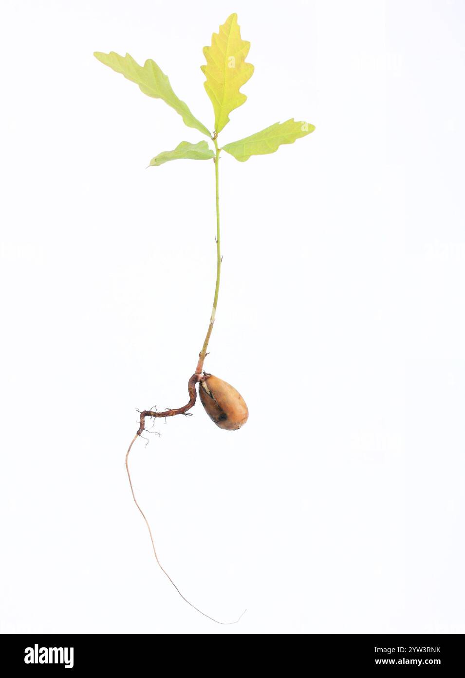 Gaufrage d'un chêne (Quercus robur) avec un taproot et les premières feuilles, découpées. District de Lahn-Dill, Hesse, République fédérale d'Allemagne Banque D'Images