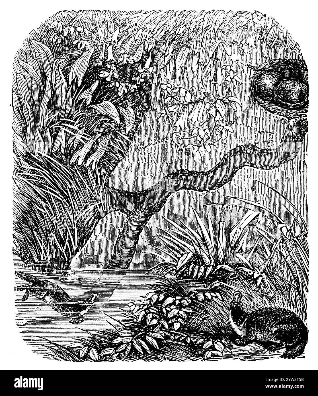 Platypusin sa construction, Ornithorhynchus anatinus, anonym (livre de zoologie, 1873), Schnabeltier an seinem Bau, Ornithorhynchus anatinus à son construction Banque D'Images