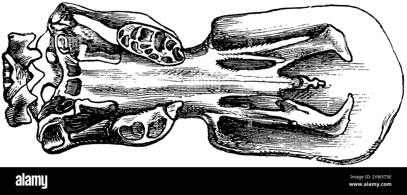 Ornithorhynchus anatinus, ornithorhynchus anatinus, anonym (livre zoologique, 1882), Schnabeltier, Schädel, Ornithorhynchus anatinus, crâne Banque D'Images