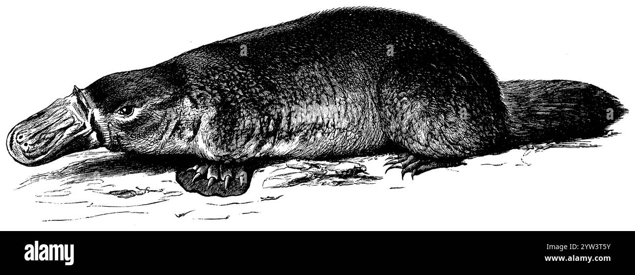 Ornithorhynchus anatinus, ornithorhynchus anatinus, (livre d'histoire de l'évolution, 1893), Schnabeltier, Ornithorhynchus anatinus Banque D'Images