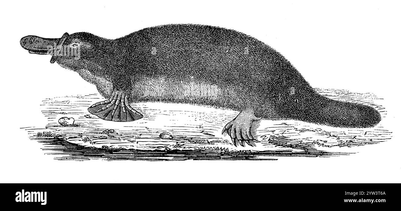 Ornithorhynchus anatinus, ornithorhynchus anatinus, Haeckel, Ernst (1834-1919) (livre d'anthropologie, 1877), Schnabeltier, Ornithorhynchus anatinus Banque D'Images