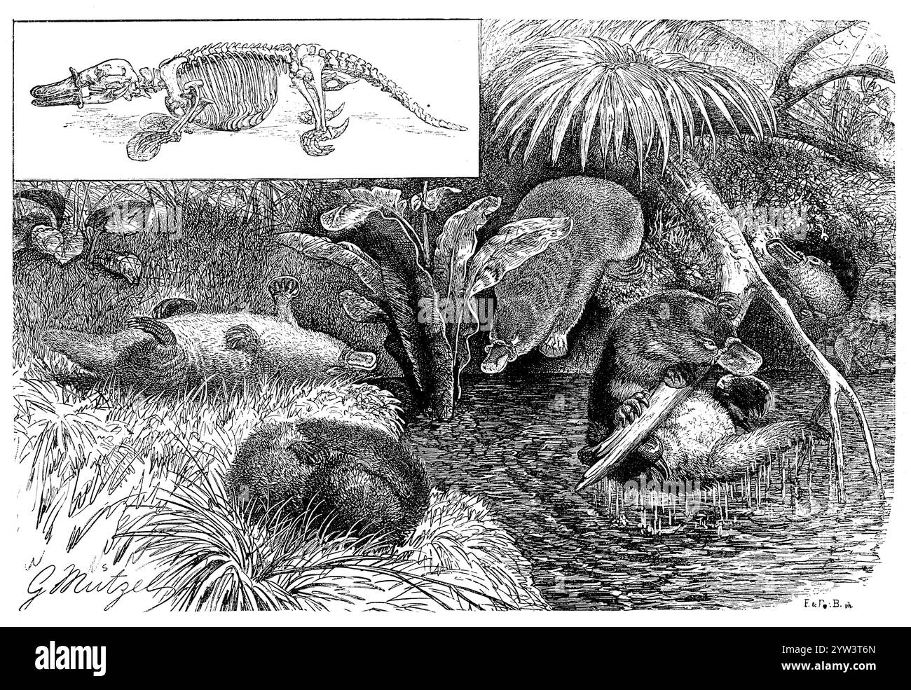 Platypustop gauche : squelette, Ornithorhynchus anatinus, G. Mützel (livre d'histoire de l'évolution, 1894), Schnabeltier, oben links : Skelett, Ornithorhynchus anatinusen haut à gauche : squelette Banque D'Images