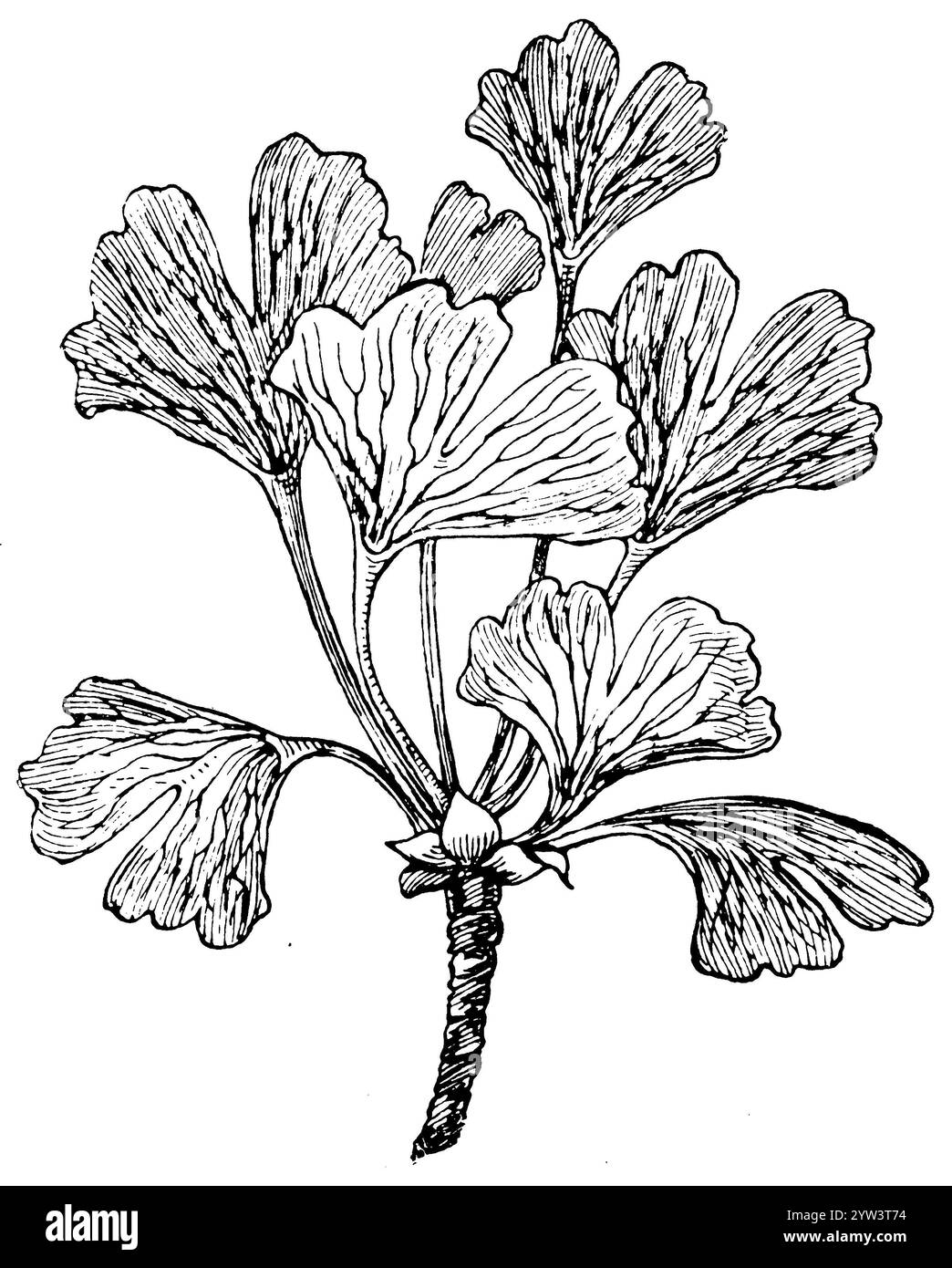 Gingko, Ginko, Ginkgo biloba, (, ), Ginkgo, L’arbre aux quarante écus, l’abricotier d’argent ou Ginkgo Banque D'Images