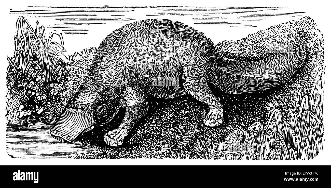 Ornithorhynchus anatinus, ornithorhynchus, (, ), Schnabeltier, Ornithorhynchus anatinus Banque D'Images