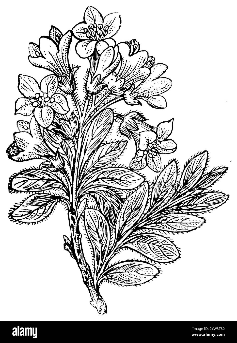 alpenrose, Rhododendron ferrugineum, (, ), Rostblättrige Alpenrose, rose des Alpes Banque D'Images