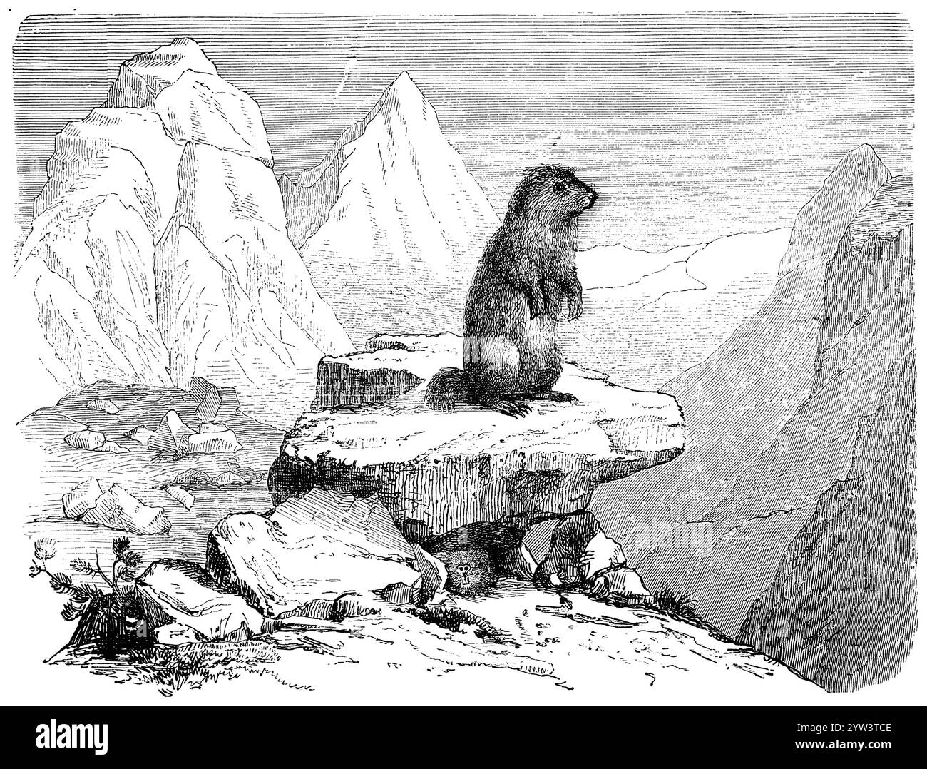 Alpine Marmotte, Marmota marmota, (, ), Alpenmurmeltier, Marmotte des Alpes Banque D'Images