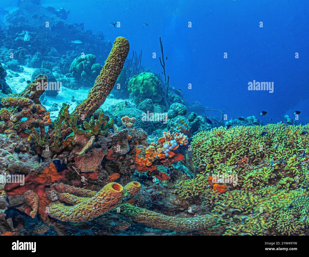 Les récifs coralliens des Caraïbes au large de la côte de l'île de Bonaire Banque D'Images