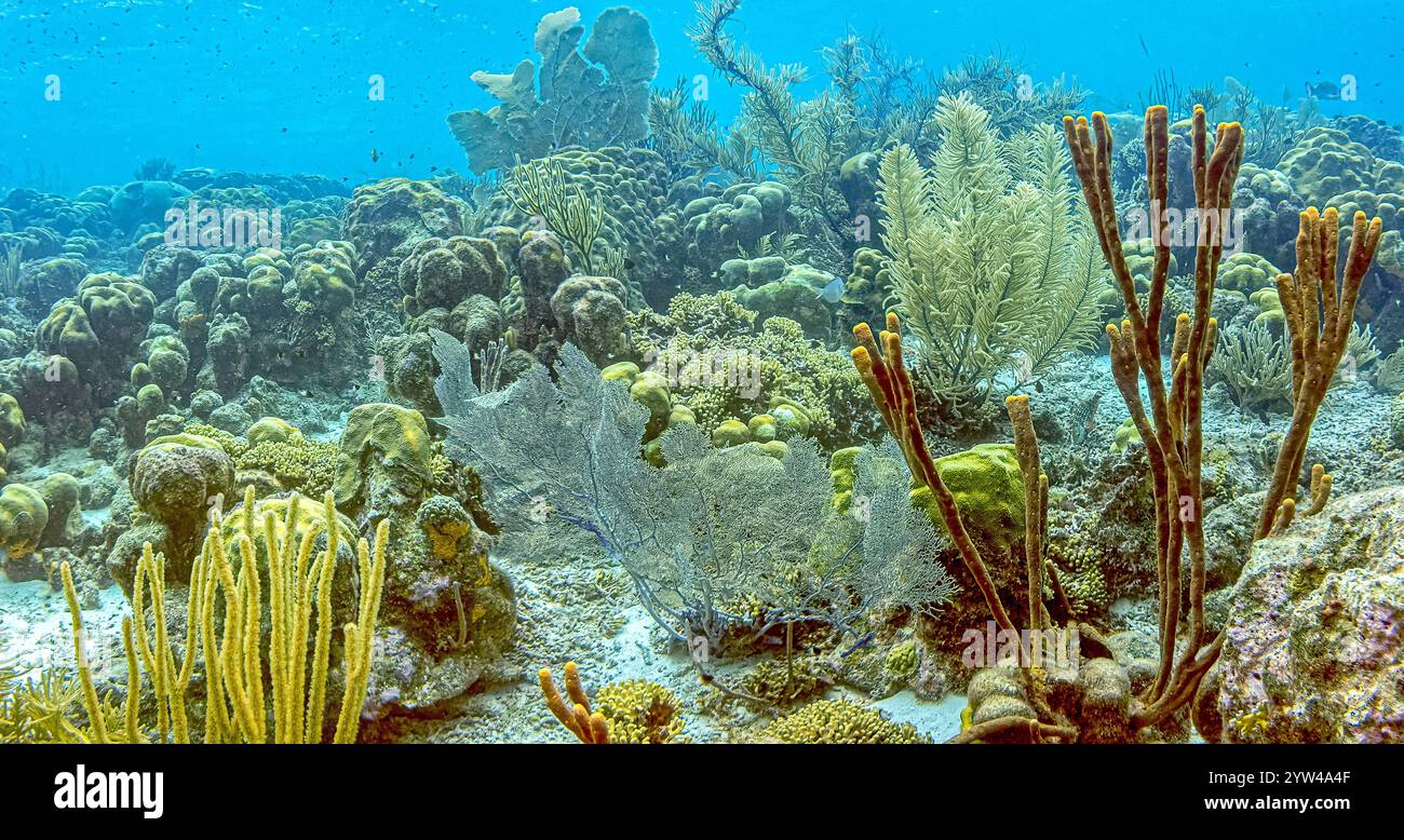 Les récifs coralliens des Caraïbes au large de la côte de l'île de Bonaire Banque D'Images