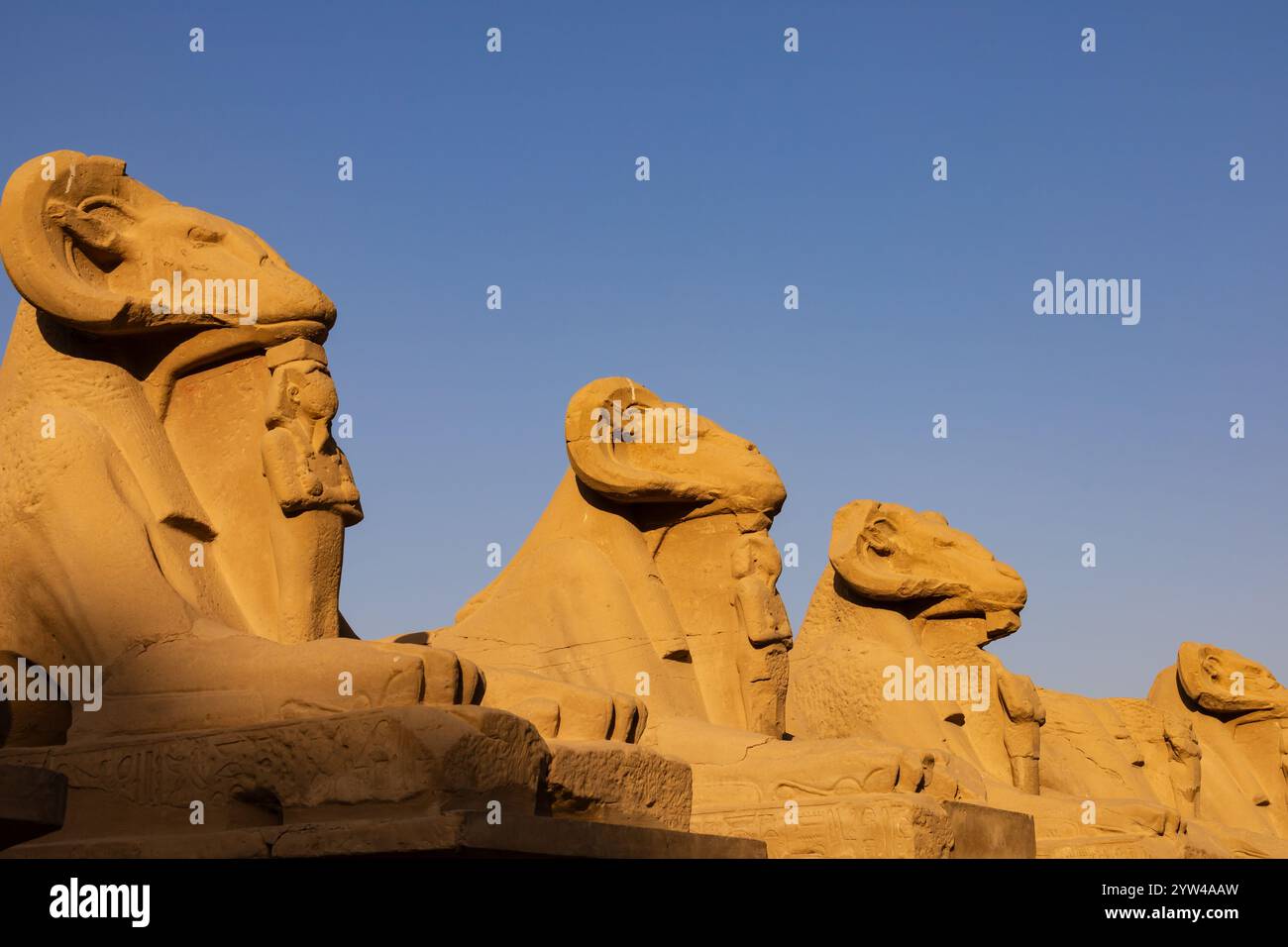 Sphinx tête de RAM, ancien musée égyptien en plein air du temple de Karnak, El-Karnack, Louxor, Égypte Banque D'Images