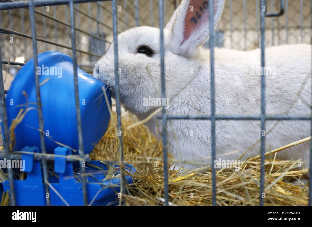 Rassekaninchen-Ausstellung 08.12.2024, Frohndorf, Rassekaninchen-Ausstellung im Bild : Kaninchen der Rasse Schwarzgranne bewegt seinen Futternapf durch den Kaefig *** Rassekaninchen Ausstellung 08 12 2024, Frohndorf, Rassekaninchen Ausstellung im Bild bol de lapin de la race Schwarzgranne passe sa nourriture à travers la cage Banque D'Images