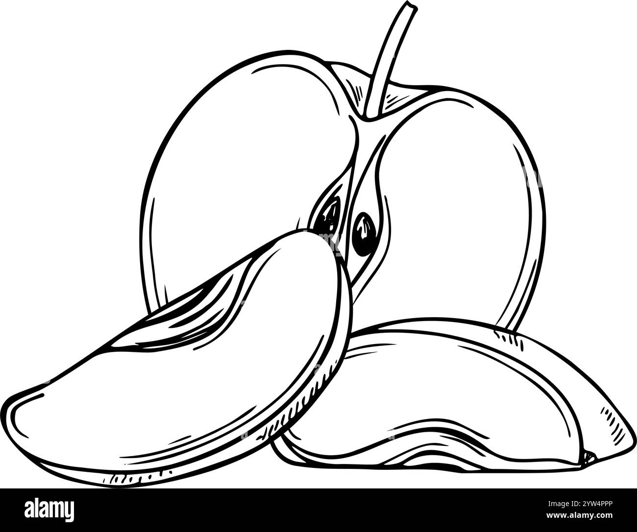 Vecteur noir et blanc moitié de pomme et tranche fruit dessiné à la main illustration de gravure de croquis. Nourriture de coupe naturelle biologique monochrome plat Illustration de Vecteur