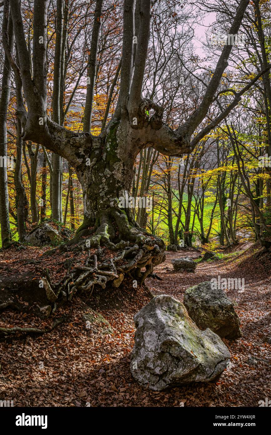 Hêtre chandelier avec des racines hors du sol en raison de l'érosion du sol. Réserve naturelle de Bosco di Sant'Antonio, Pesocostanzo, province de l'Aquila, Abruzzes Banque D'Images