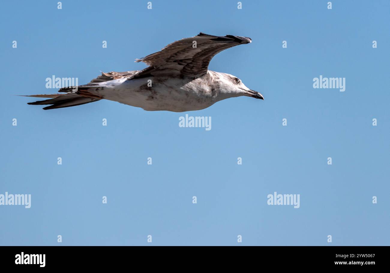 Seagull volant avec fond de ciel bleu. ciel et oiseau vue de bas en haut paysage Banque D'Images