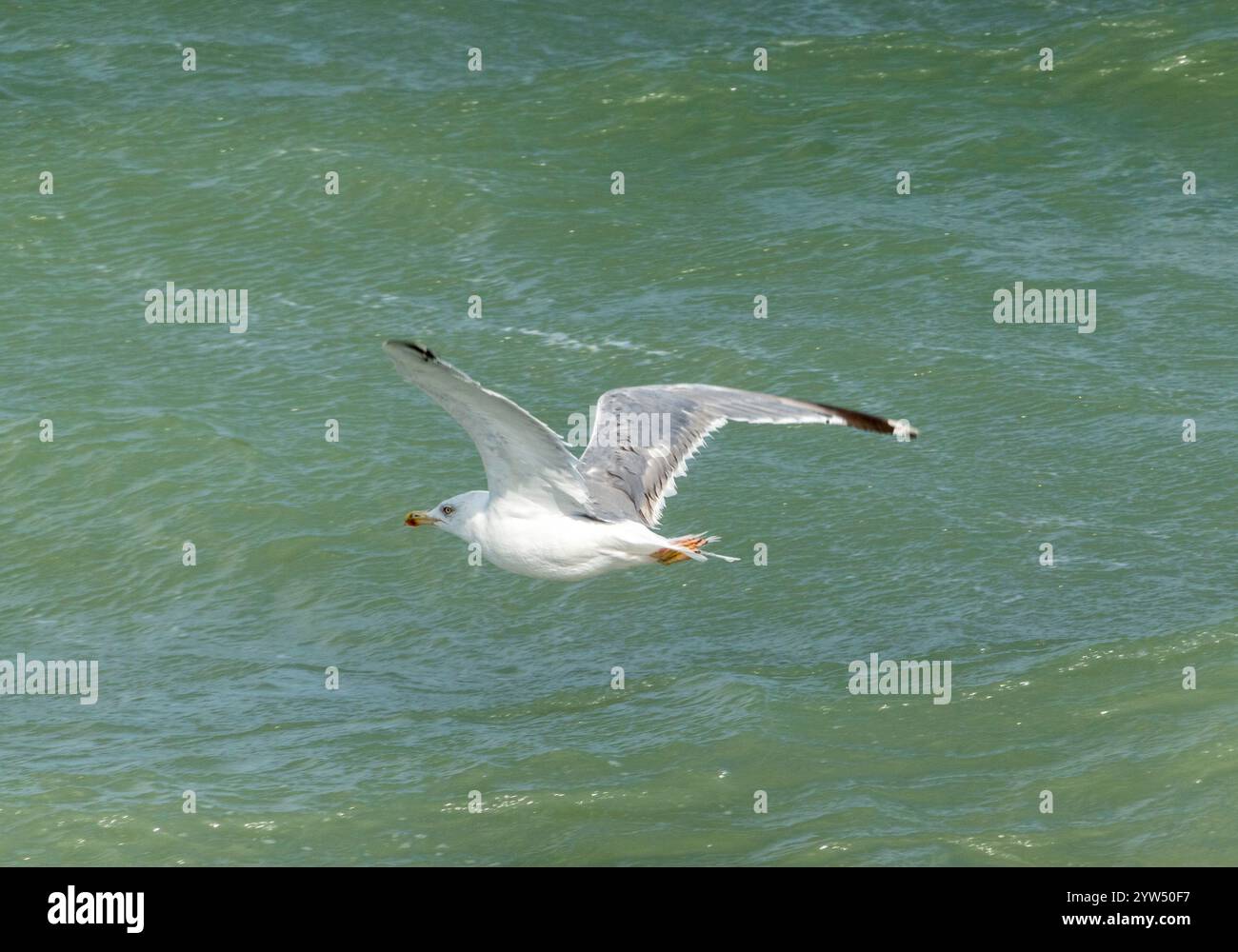 Seagull volant avec fond de ciel bleu. ciel et oiseau vue de bas en haut paysage Banque D'Images
