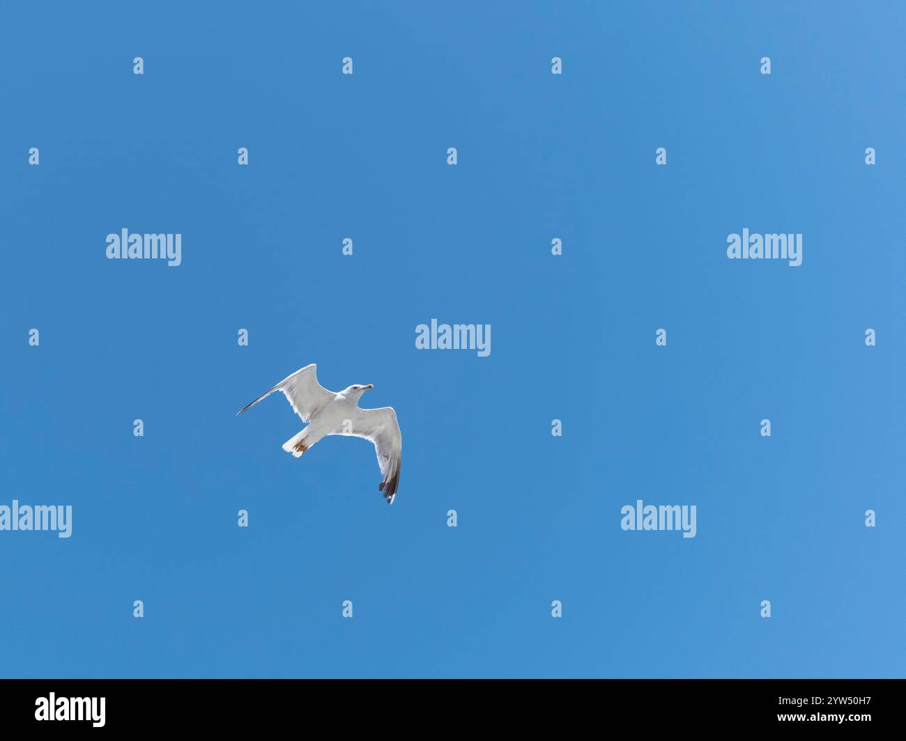 Seagull volant avec fond de ciel bleu. ciel et oiseau vue de bas en haut paysage Banque D'Images