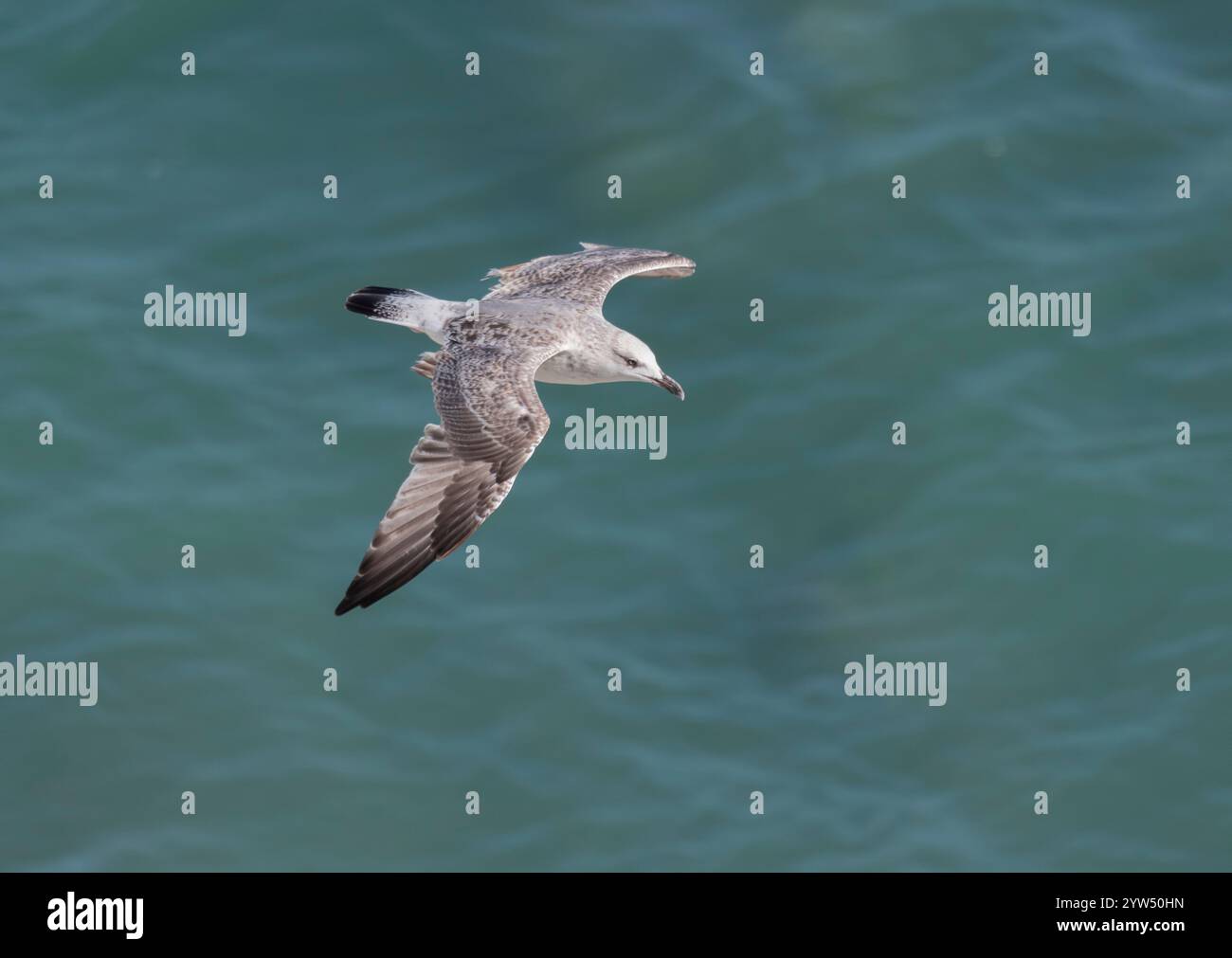 Seagull volant avec fond de ciel bleu. ciel et oiseau vue de bas en haut paysage Banque D'Images