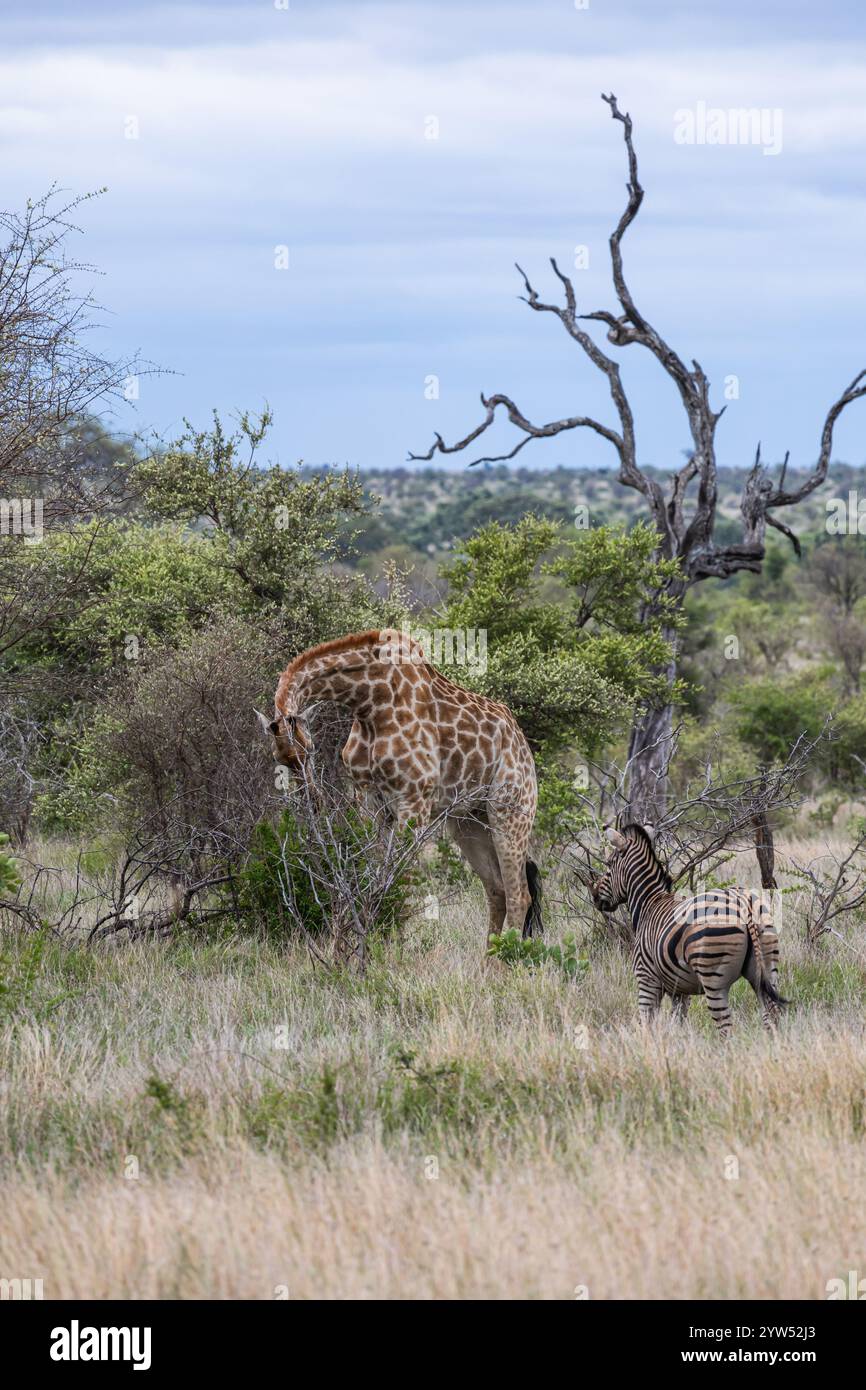 Zèbre et girafe, animaux africains. Safari dans le parc national Kruger, Afrique du Sud. arbres verts et buissons dans la savane. faune, nature sauvage, naturel h Banque D'Images